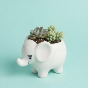 Elli Ceramic Planter | Byora Homes | Ceramic | Multicolor